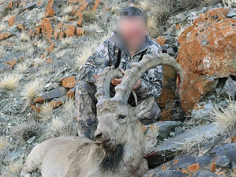 Siberian ibex, Russia