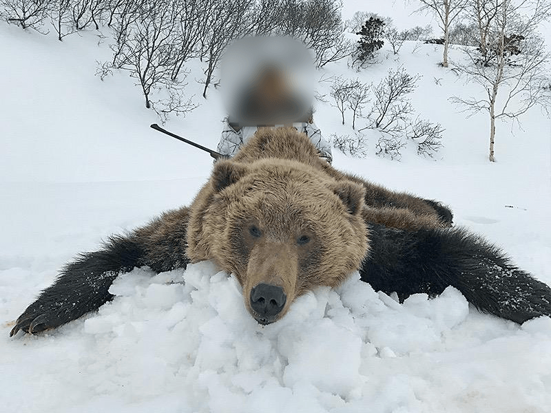 Brown bear, Russia