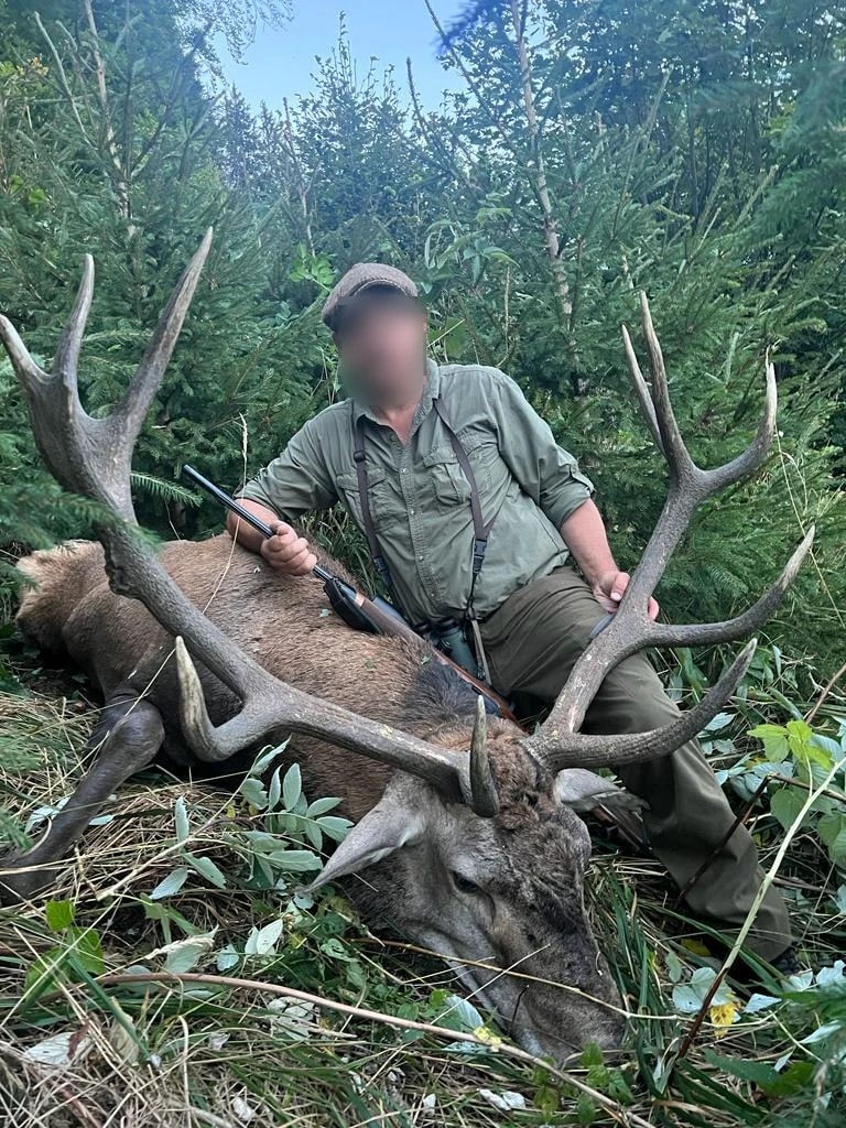 Red stag, Romania