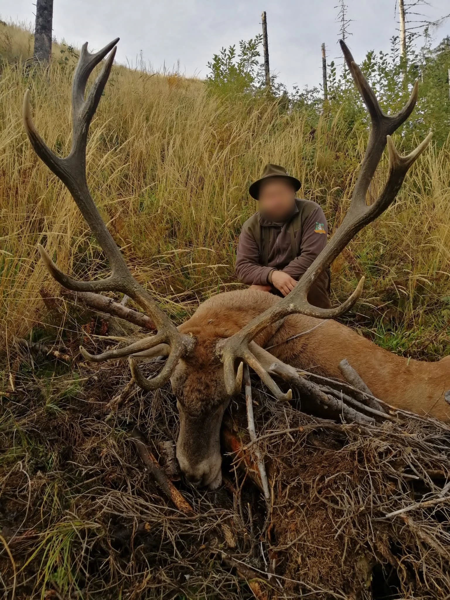 Red stag, Romania
