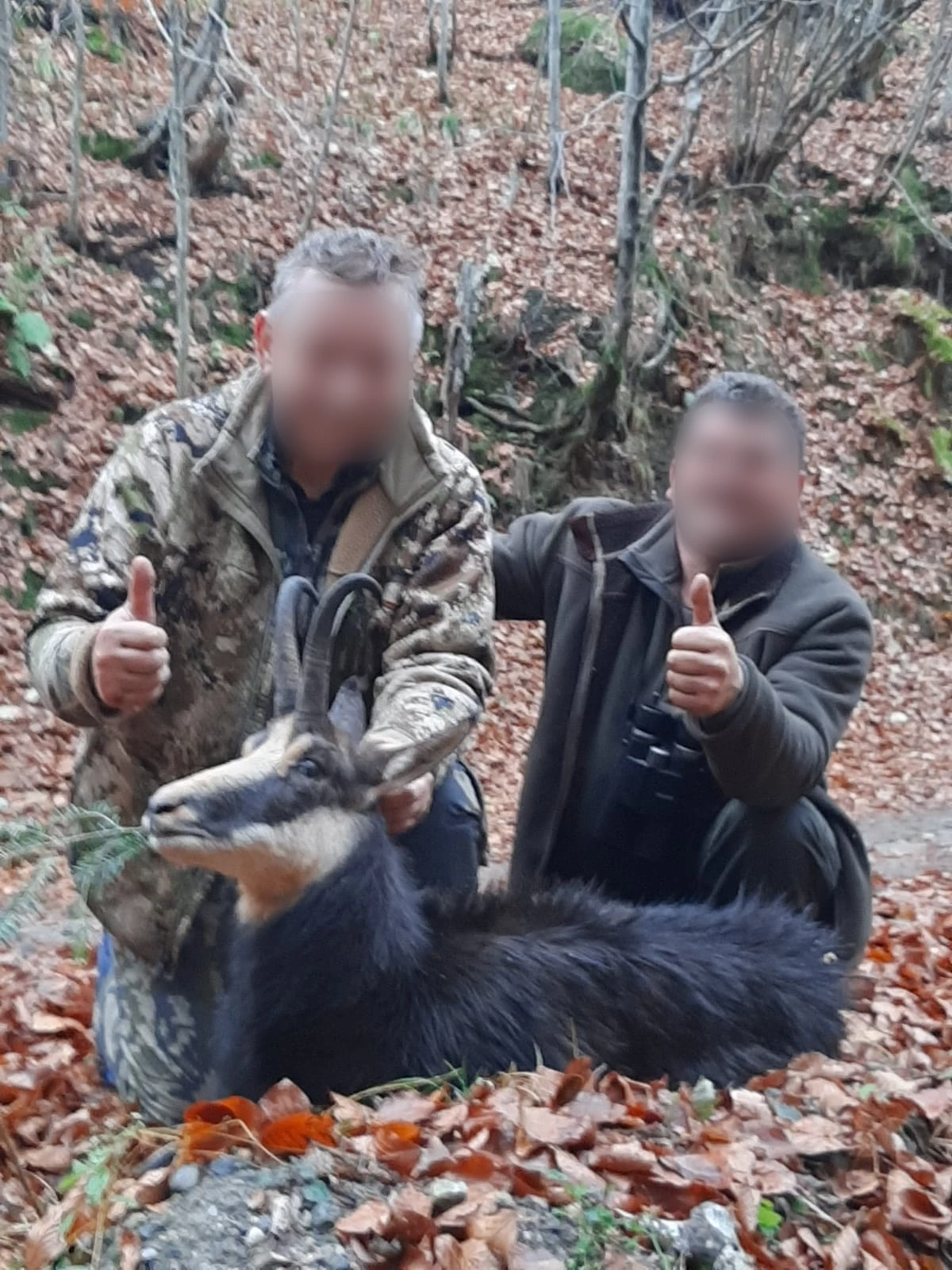 Chamois, Romania
