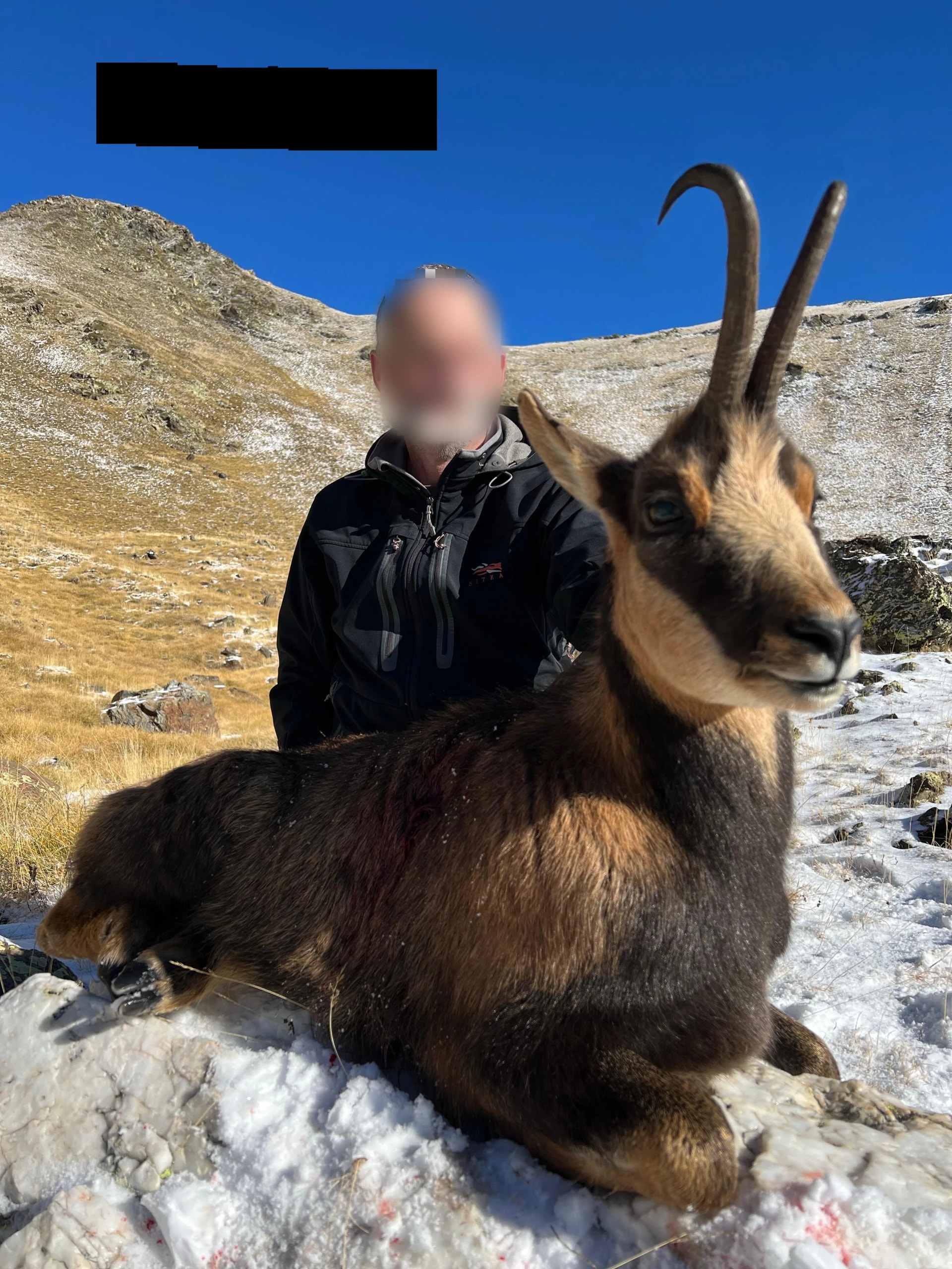 Chamois, Spain