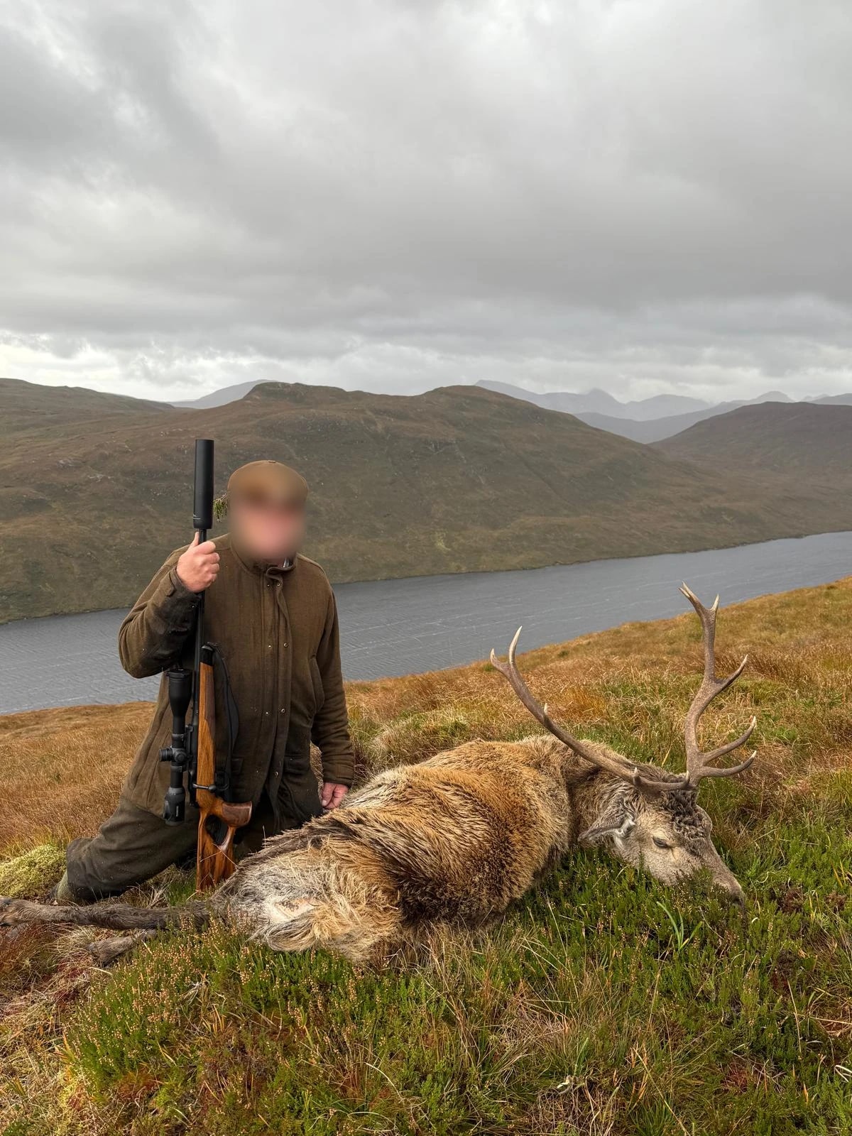 Red stag, Scotland