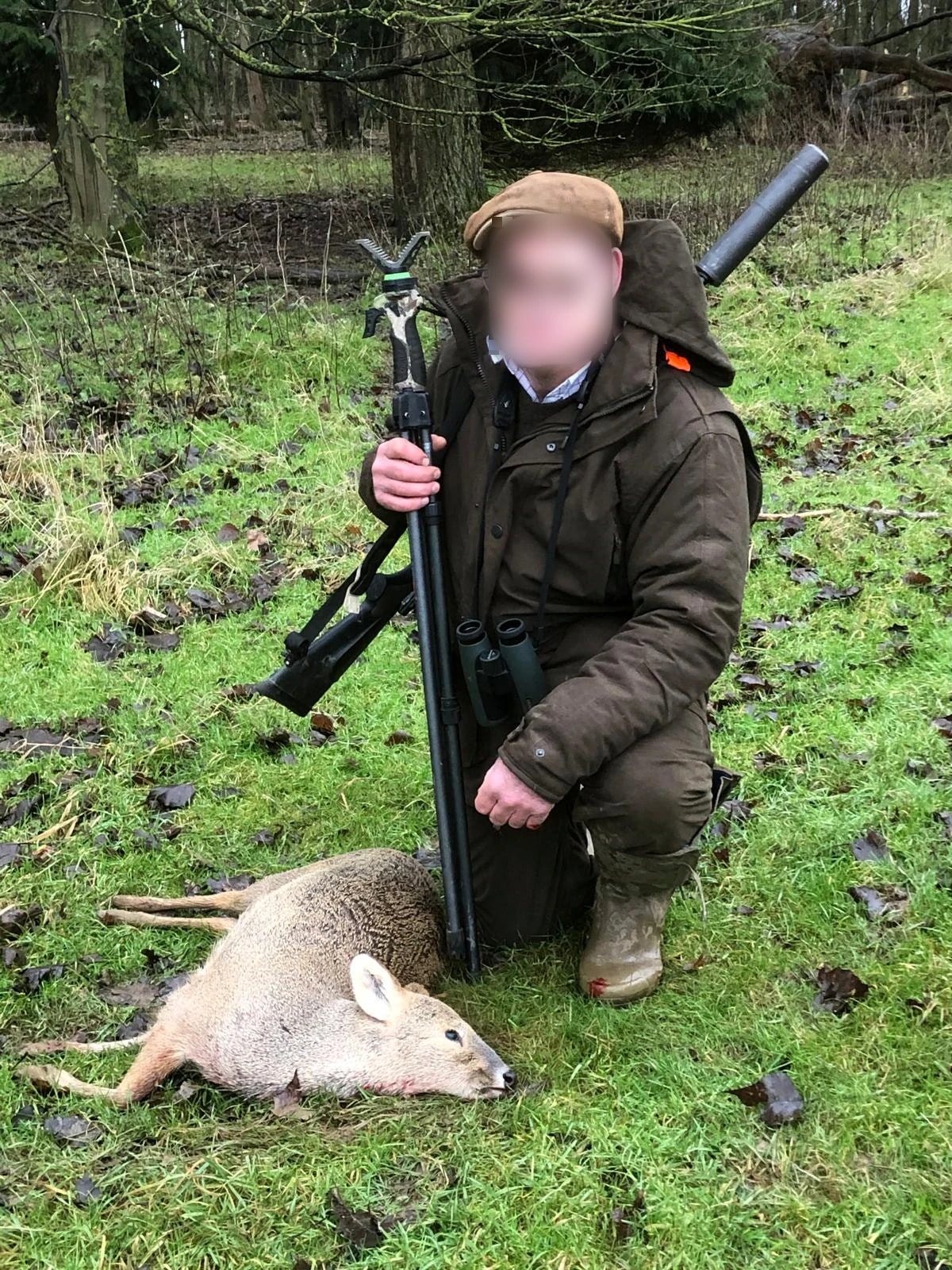 Chinese water deer, England