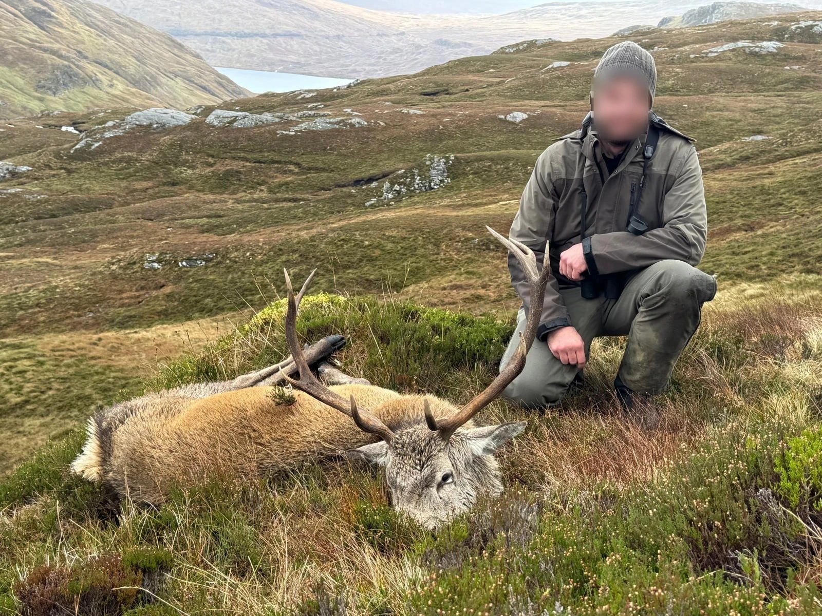 Red stag, Scotland