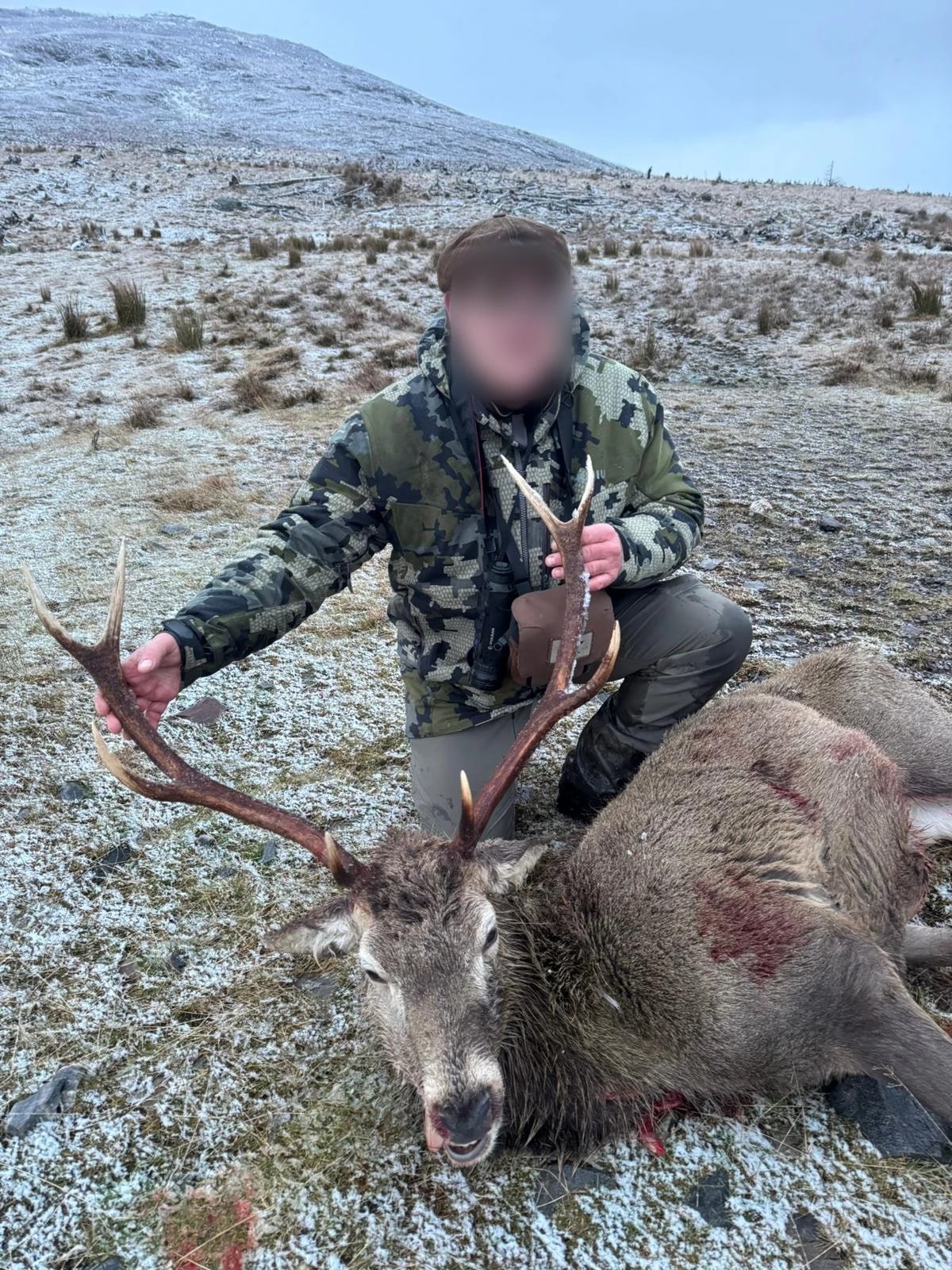 Red stag, Scotland