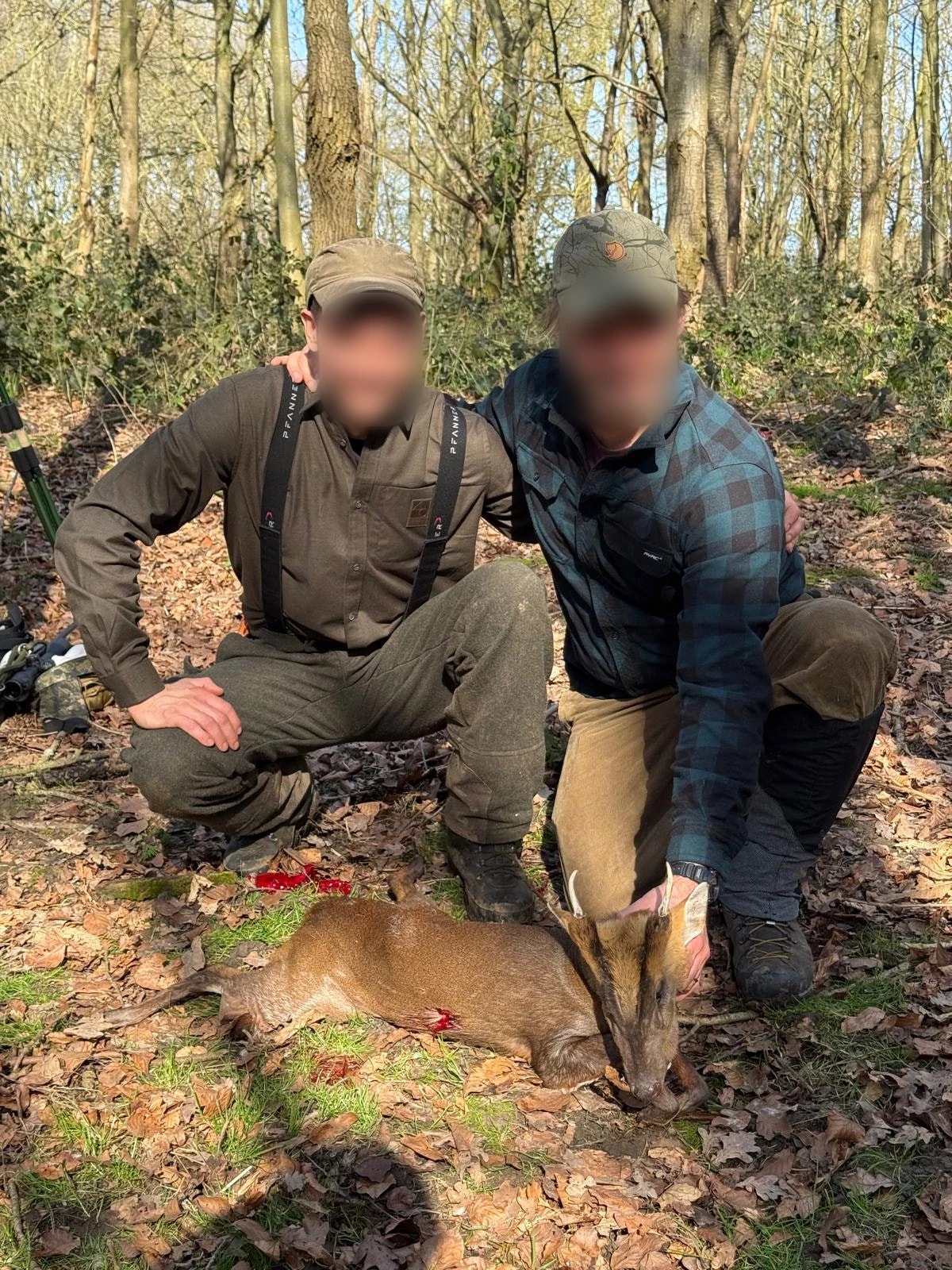 Muntjac, England