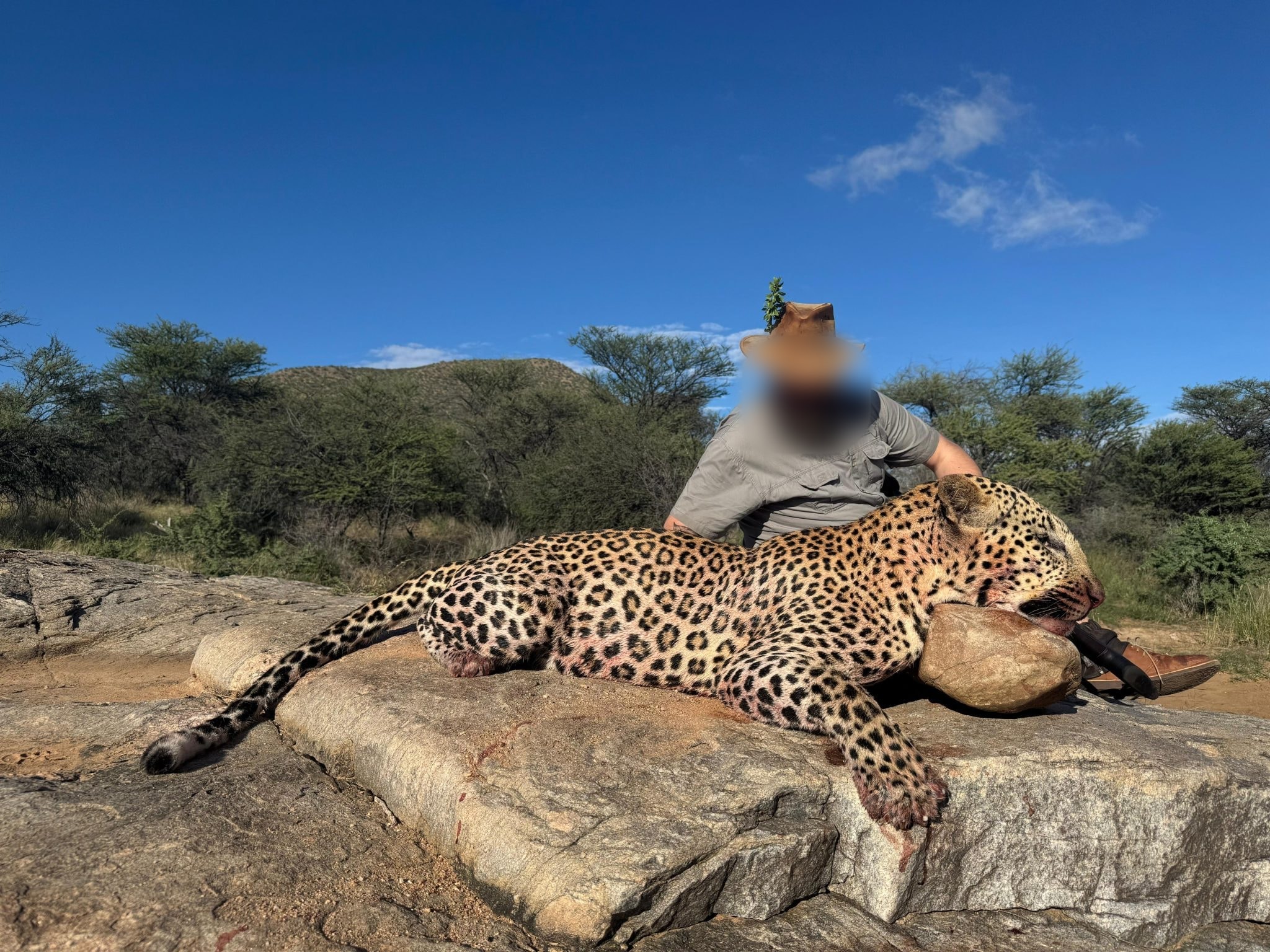 Leopard, Africa