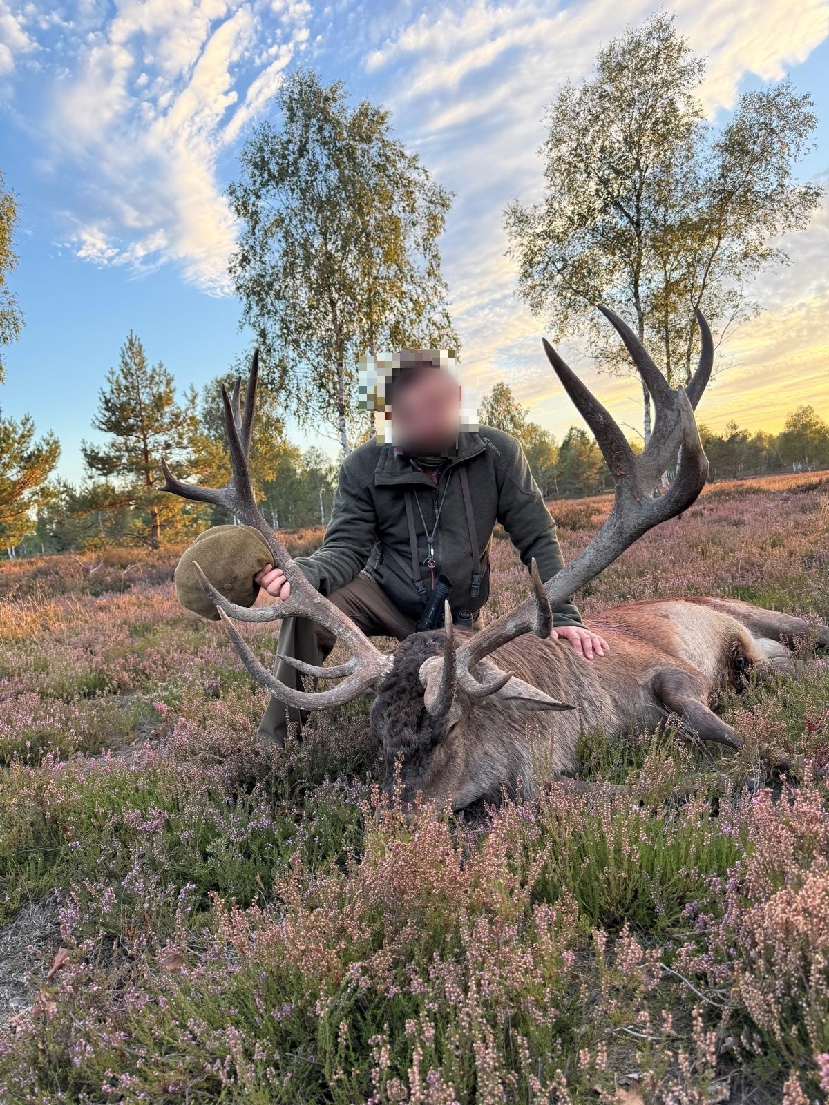 Red stag, Germany
