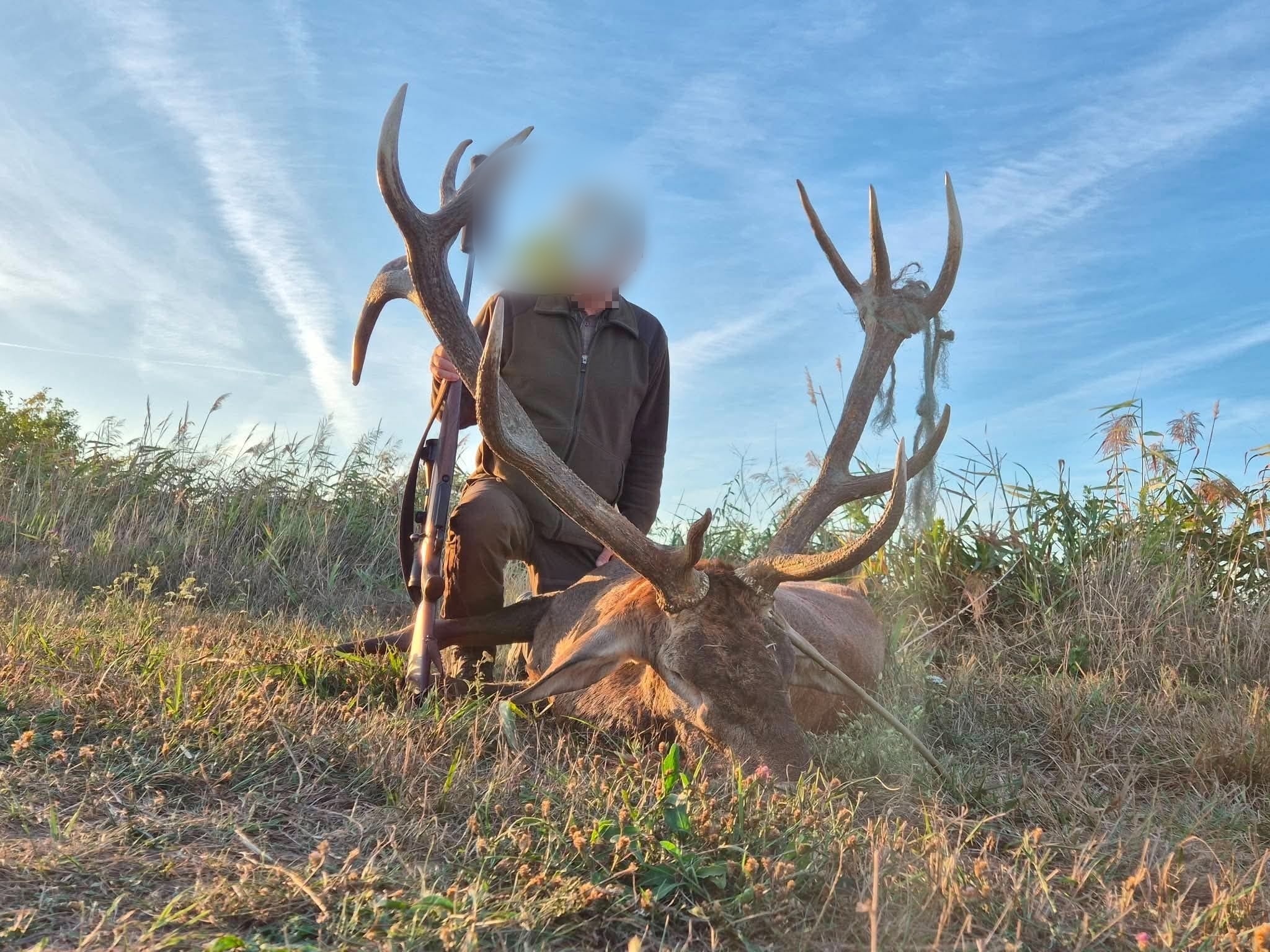 Red stag, Hungary
