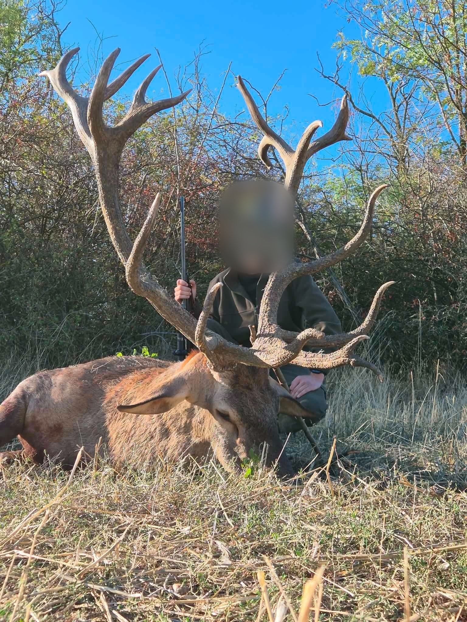 Red stag, Hungary