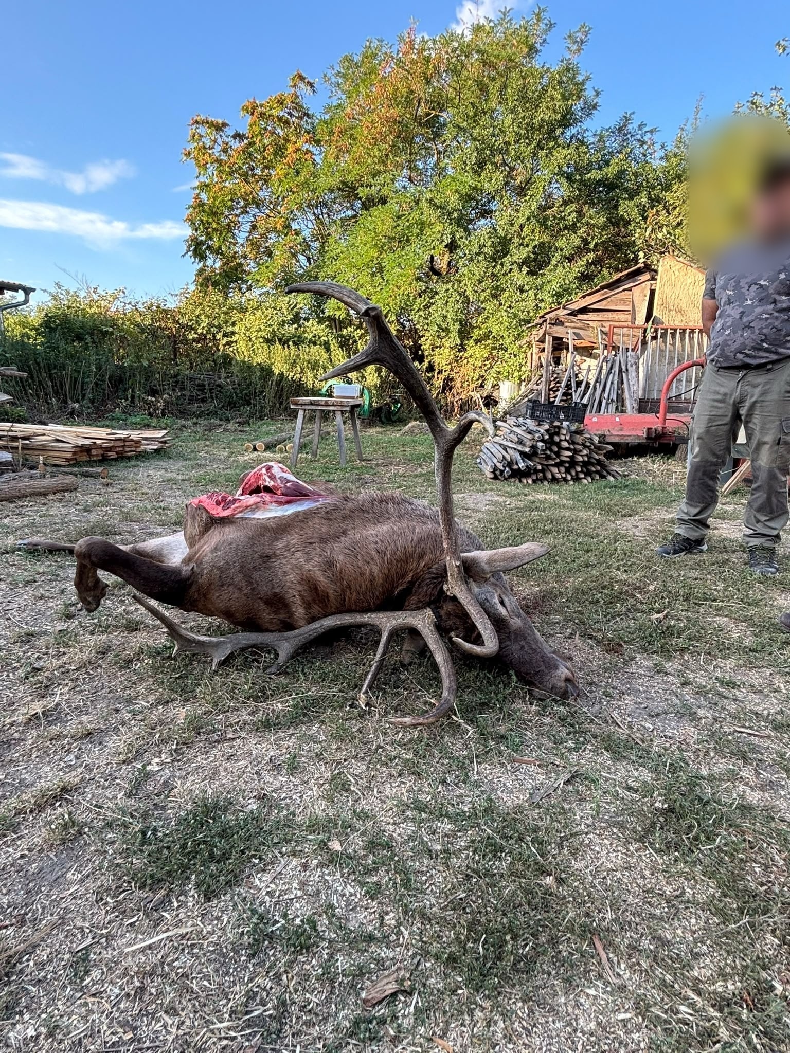 Red stag, Hungary