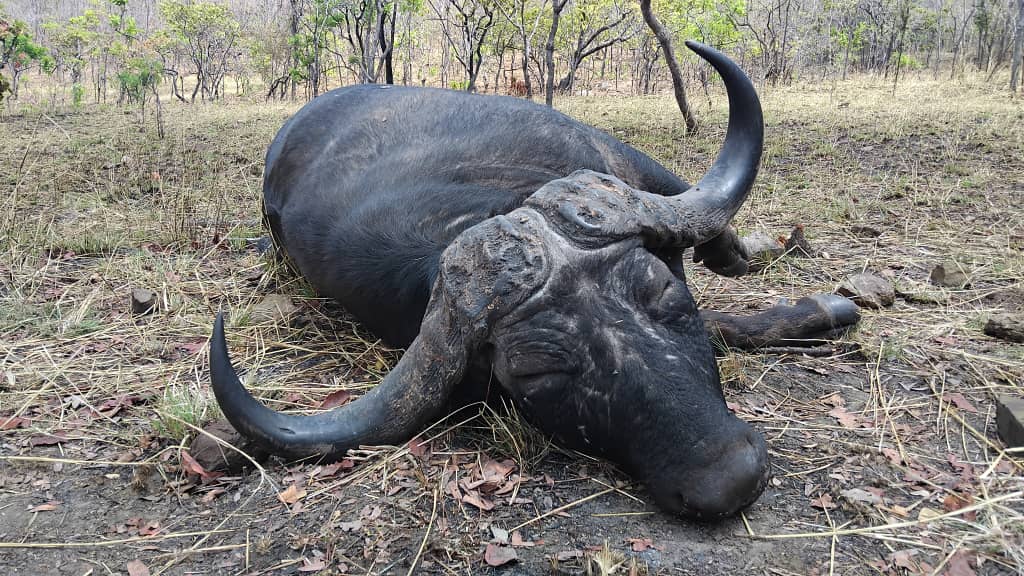 Cape buffalo bull after the hunt, Africa