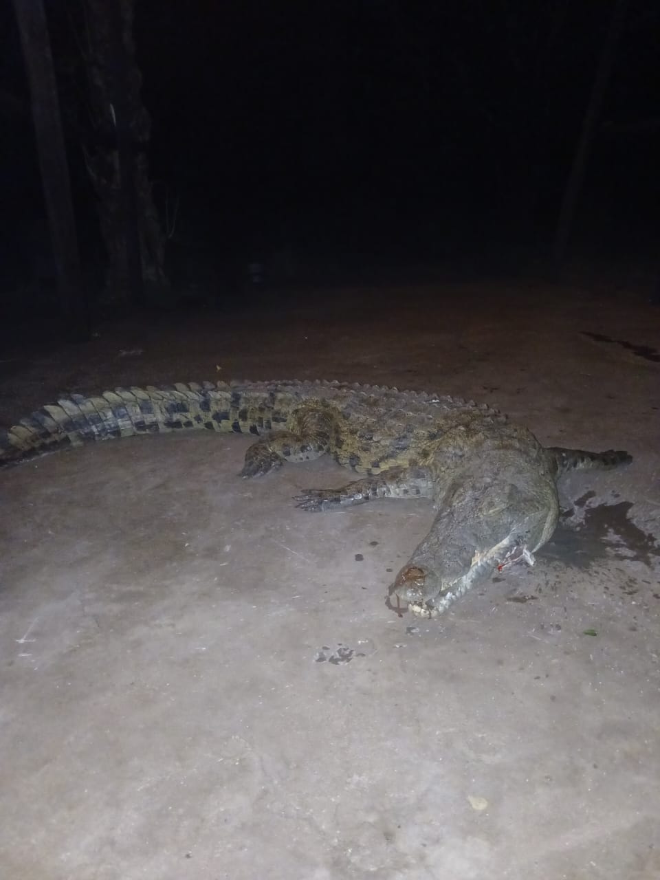 Crocodile after a night hunt, Africa