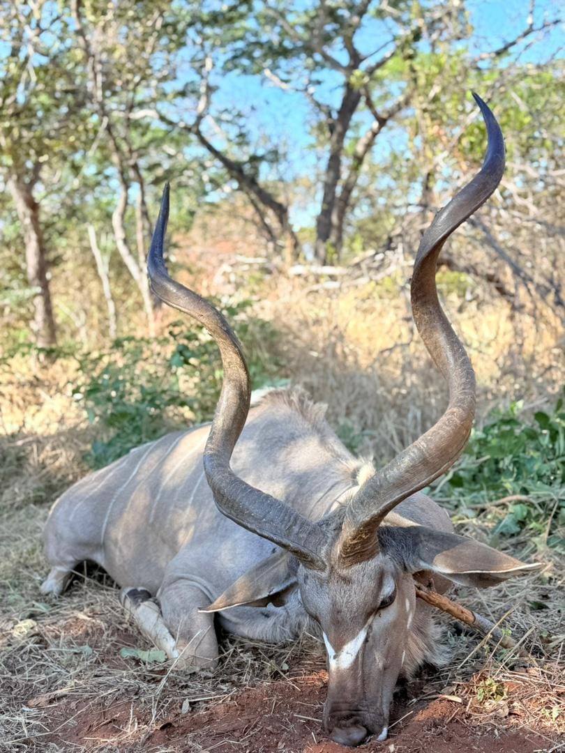Kudu bull in the bush, Africa