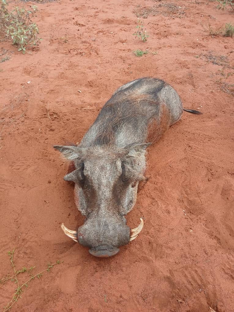Warthog on red sand, Africa