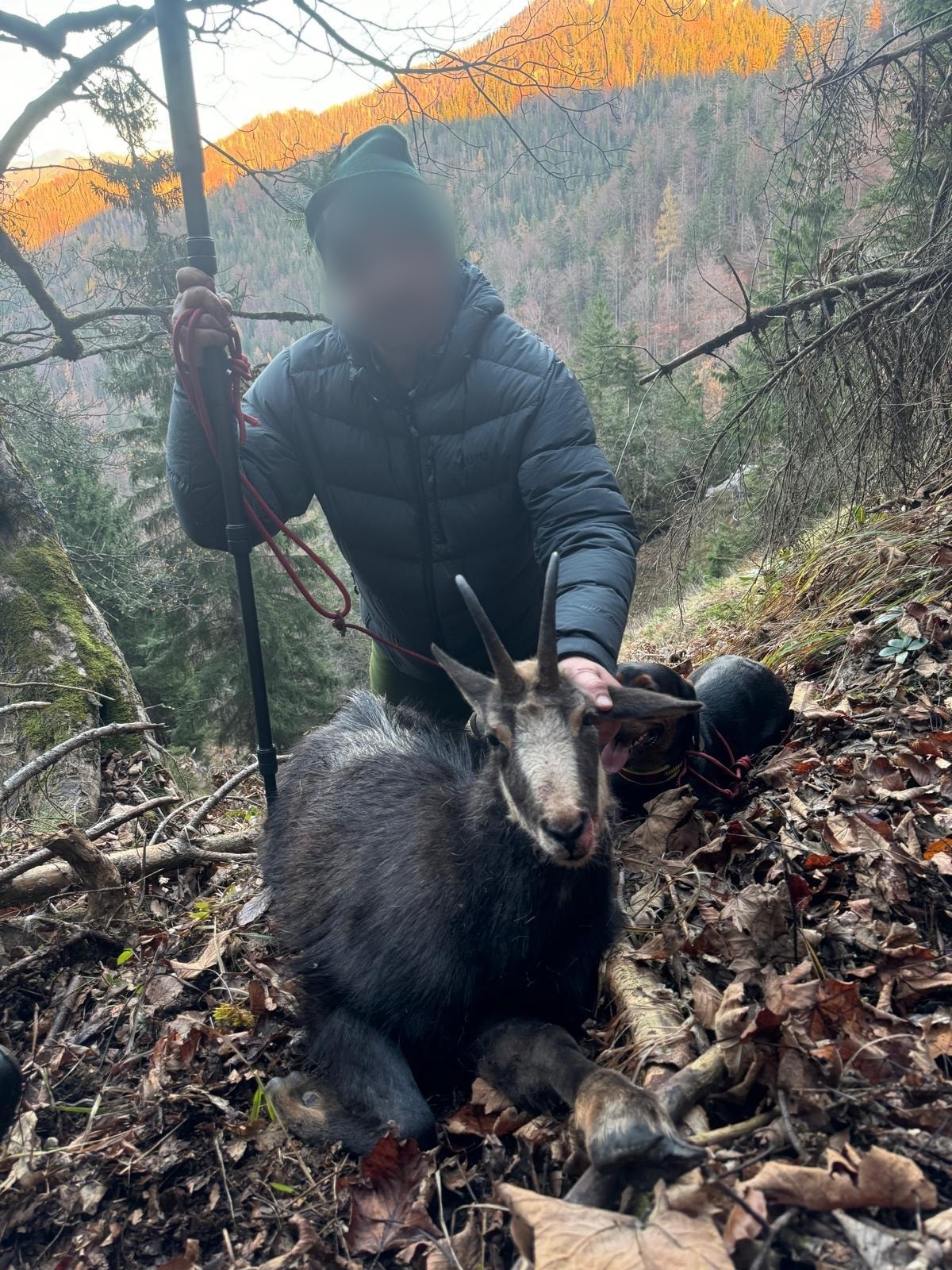 Hunter with a chamois on a steep wooded slope, Austria