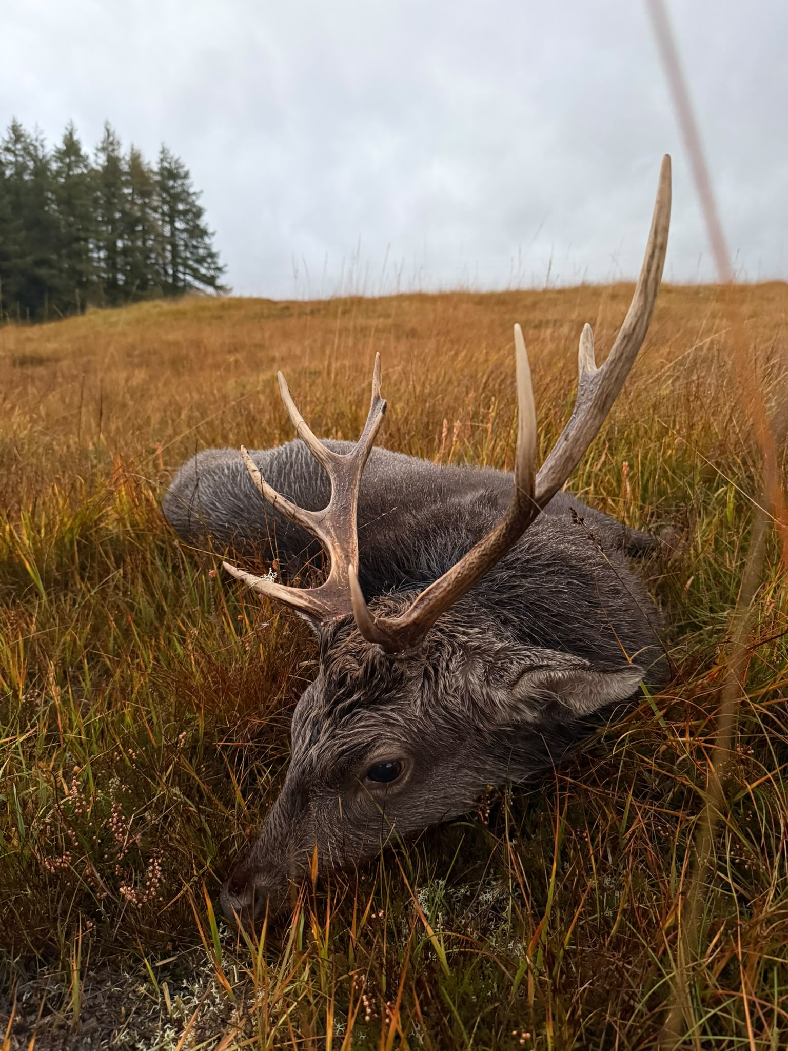 Dark-coated stag lying in long autumn grass below a pine wood, England
