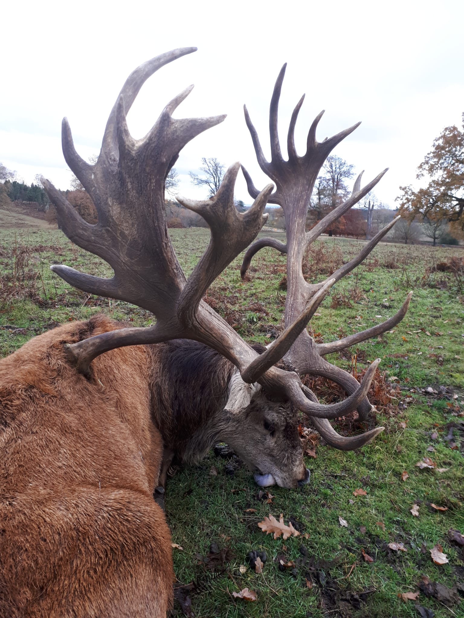 Red stag with a heavy, many-pointed head on open parkland, England