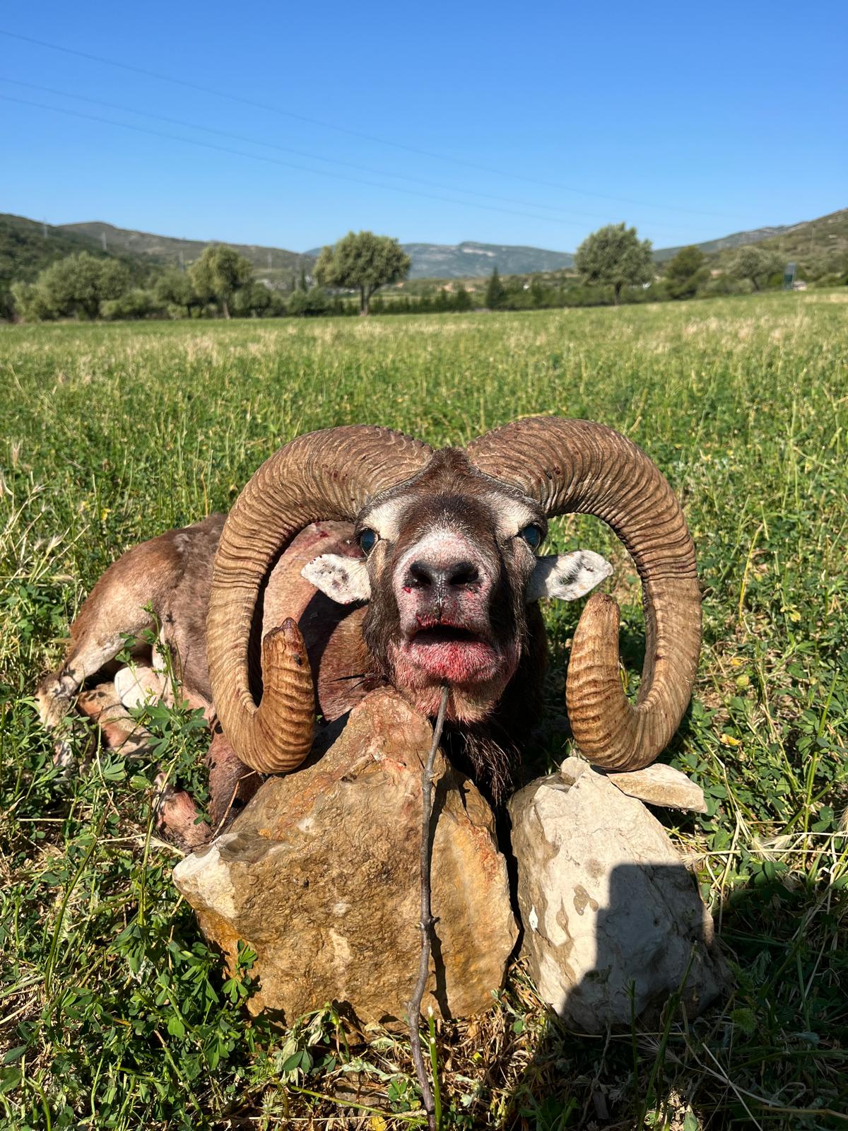 Mouflon ram after a mountain hunt
