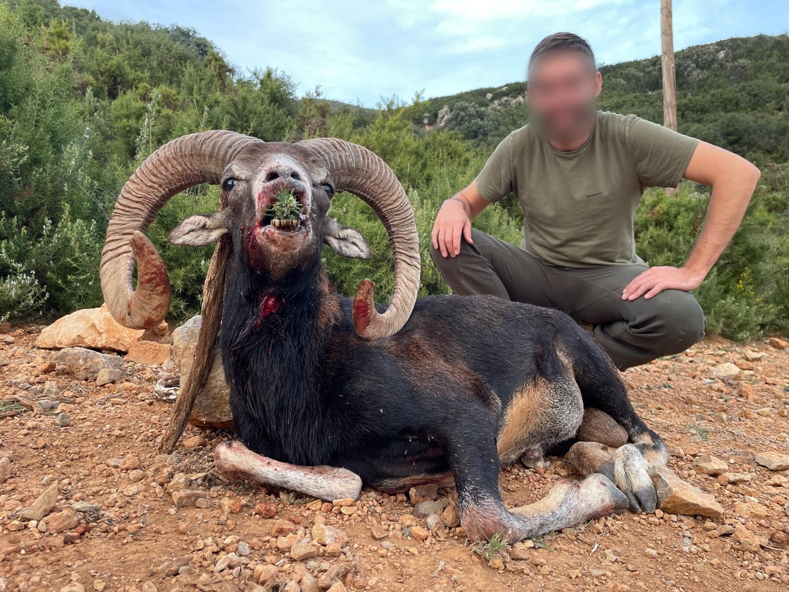 Hunter with a mouflon ram on a mountain track