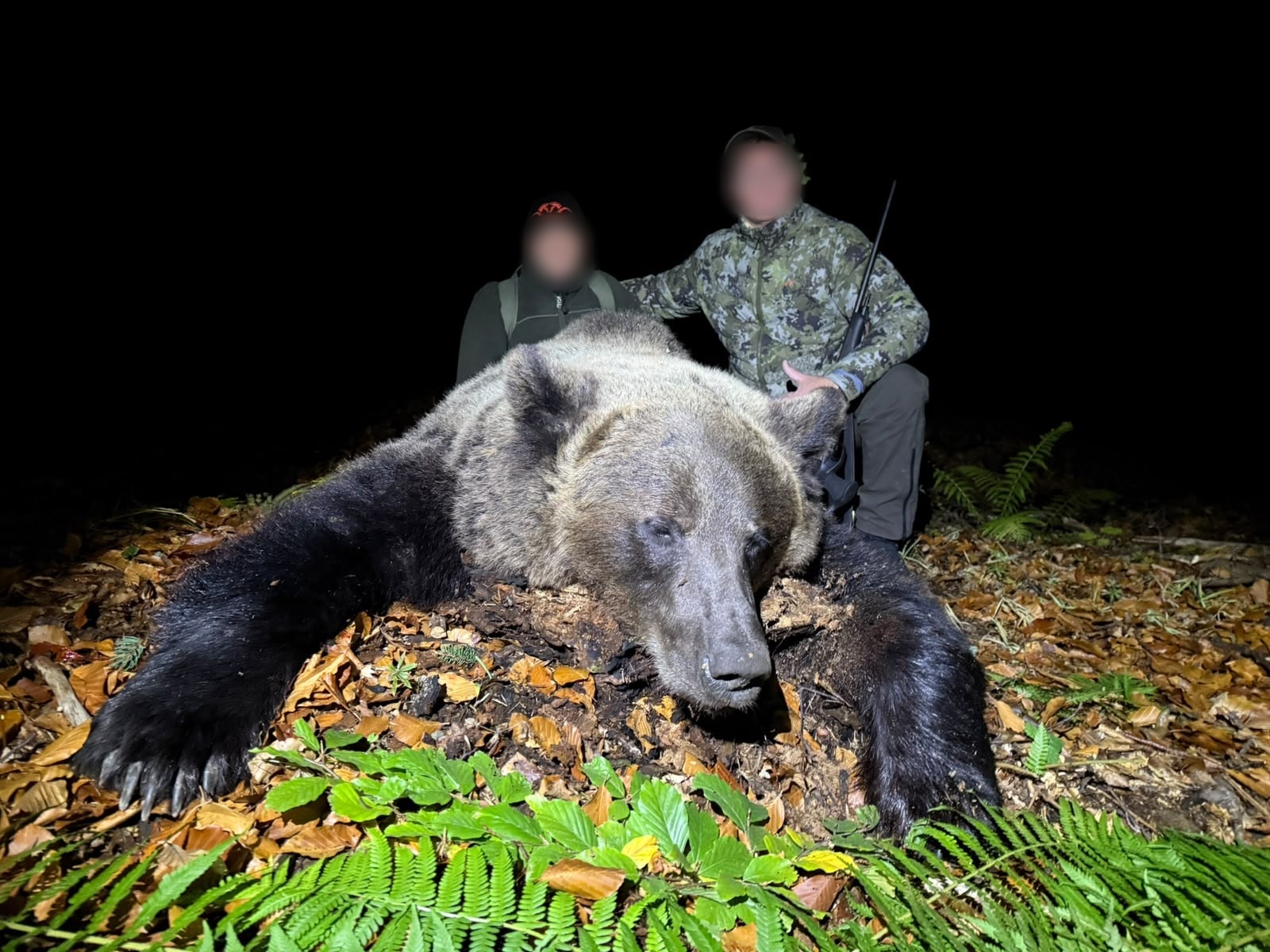 Two hunters kneeling behind a large brown bear in beech woods at night, Romania