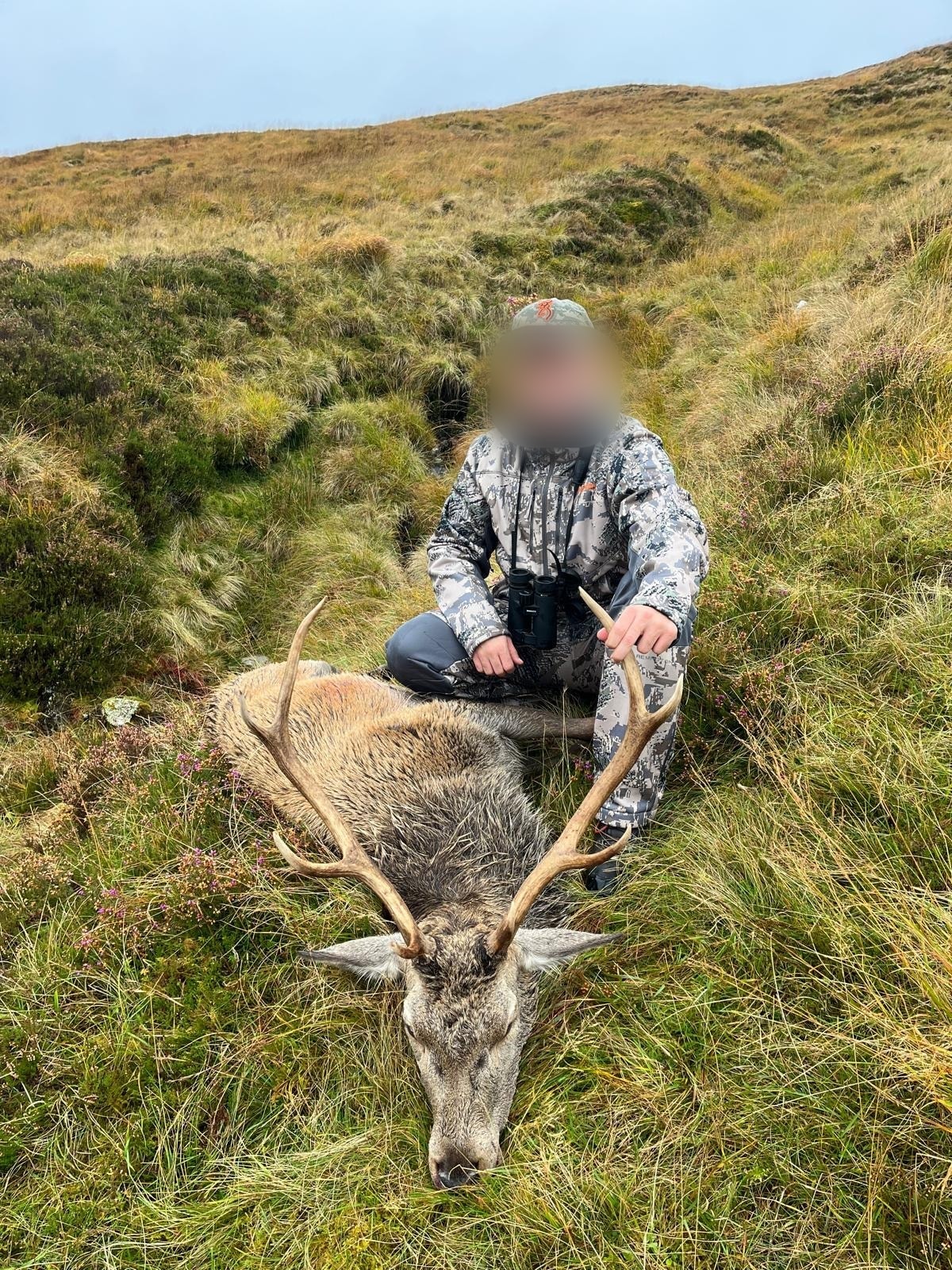 Stalker kneeling behind a red stag on heather moorland, Scotland