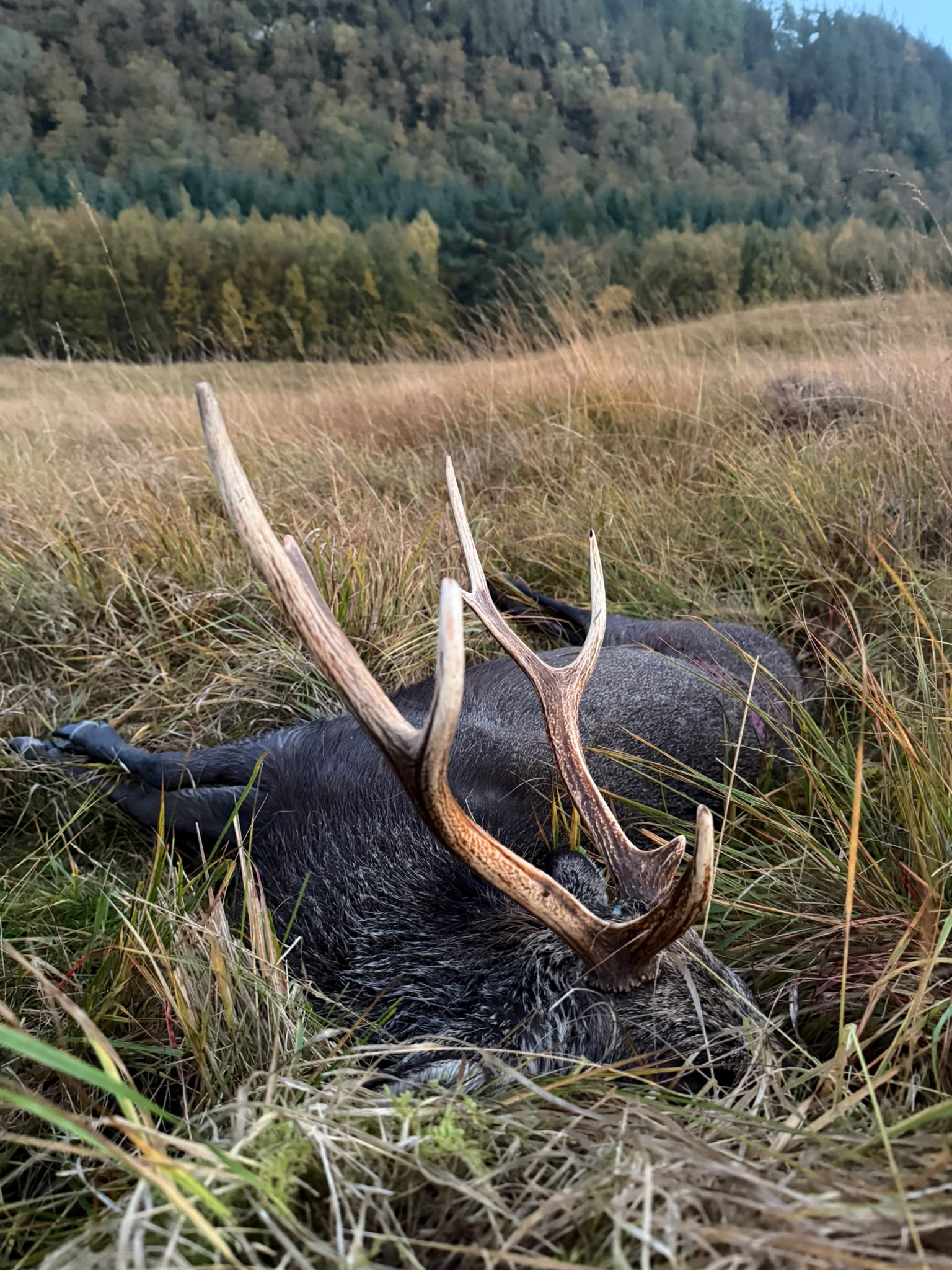 Sika stag lying in long autumn grass below a wooded hillside, Scotland