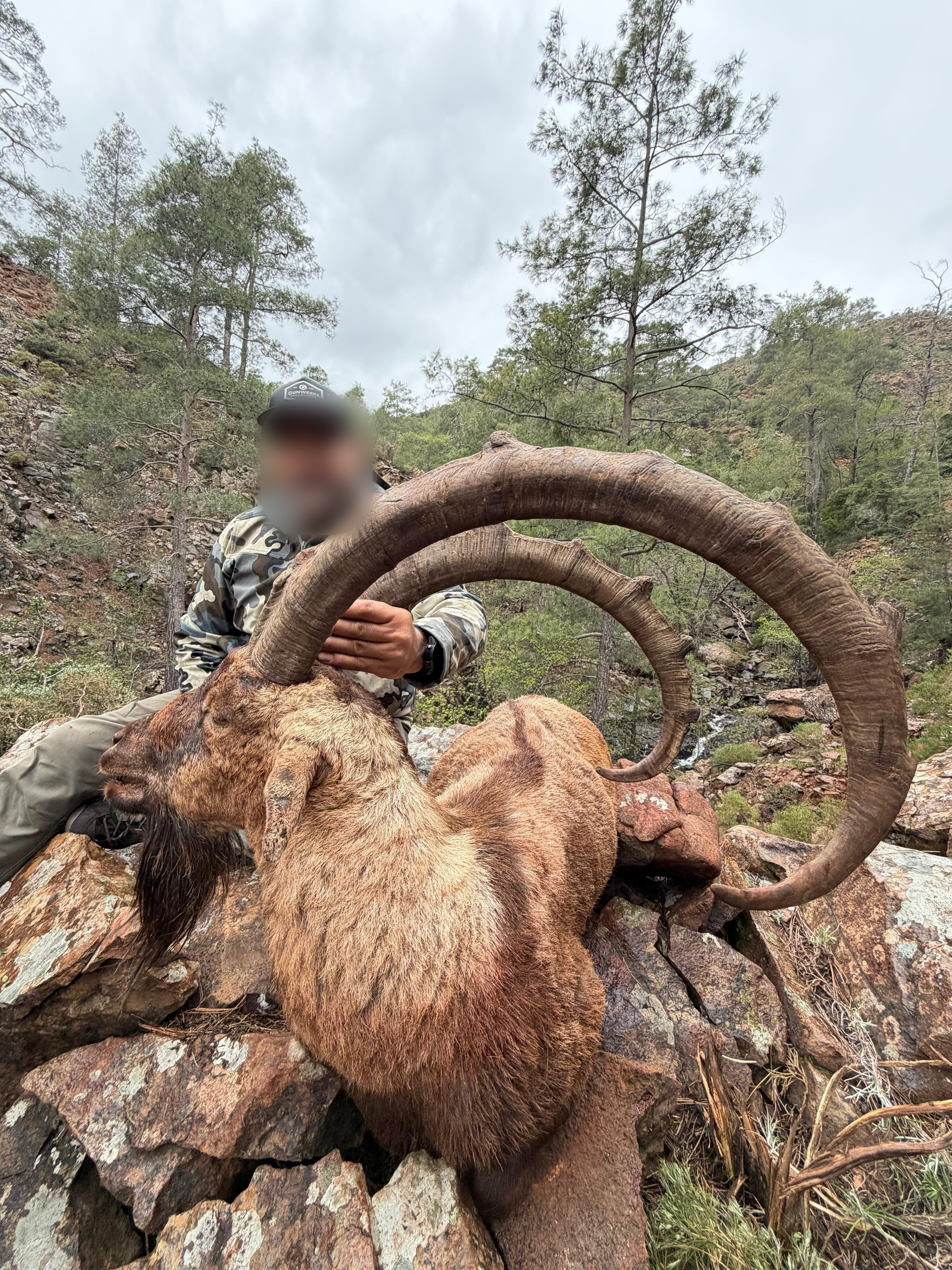 Hunter behind a bezoar ibex with long, knobbed horns among pine trees, Turkey