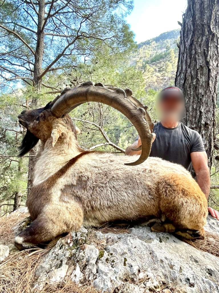 Hunter beside a bezoar ibex lying on a rock in pine forest, Turkey