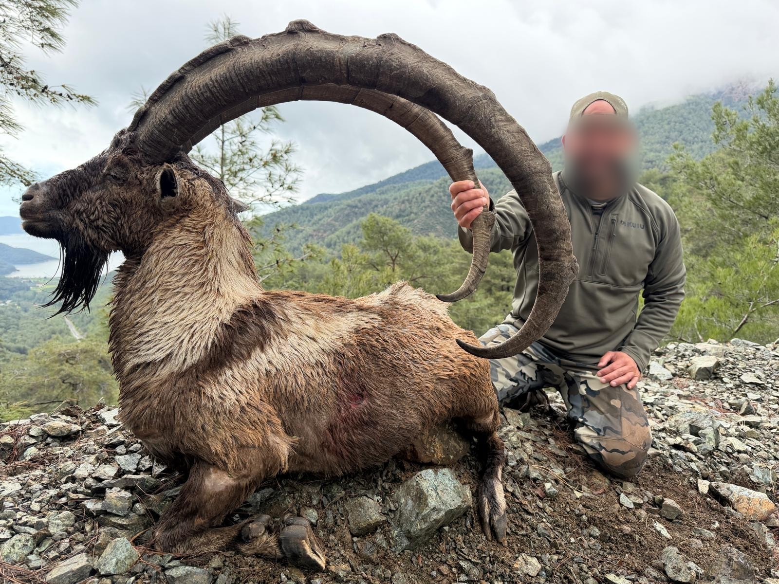 Hunter kneeling beside a bezoar ibex on a stony slope above the sea, Turkey