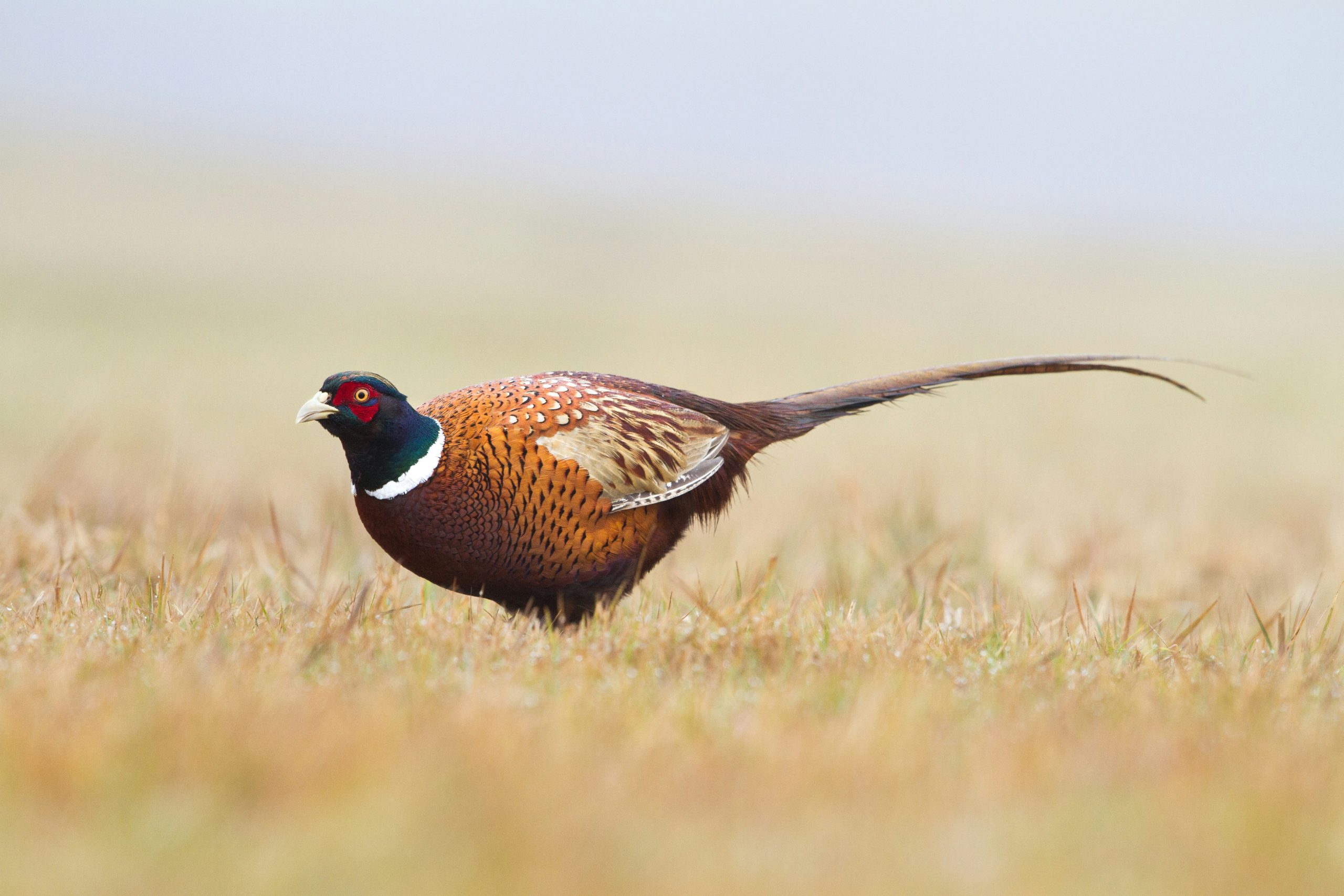 Pheasant Shooting UK