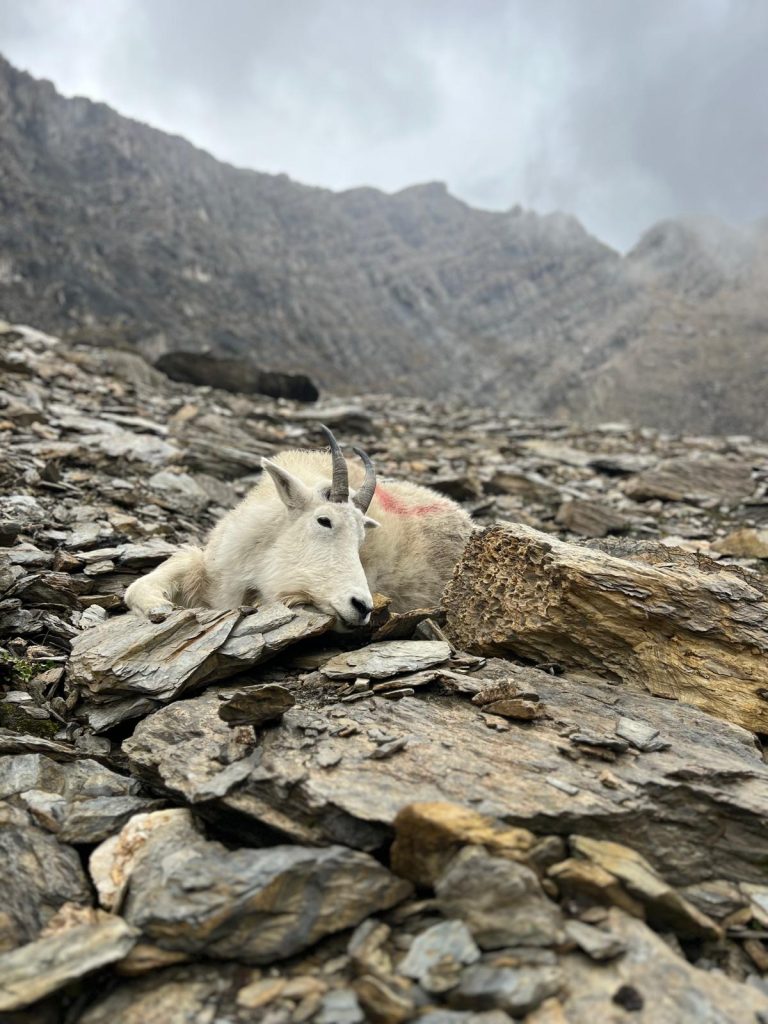 First Mountain Hunt